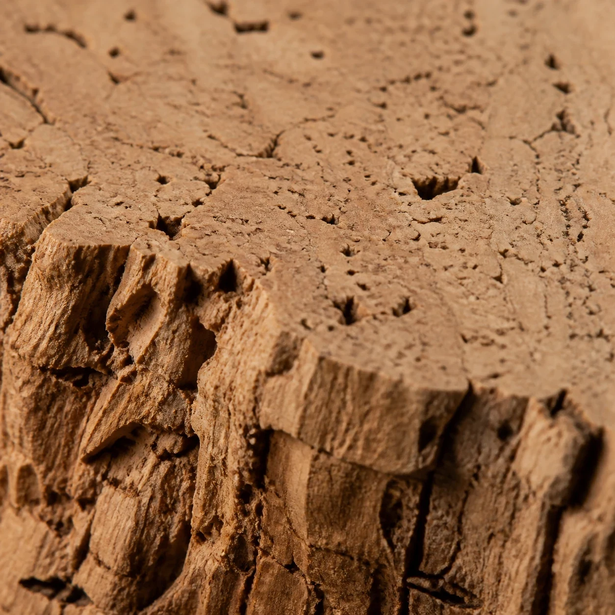 Raw cork oak bark up close, pale tan with deep irregular grain